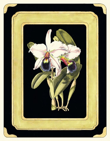 Orchids on Black I