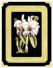 Orchids on Black II