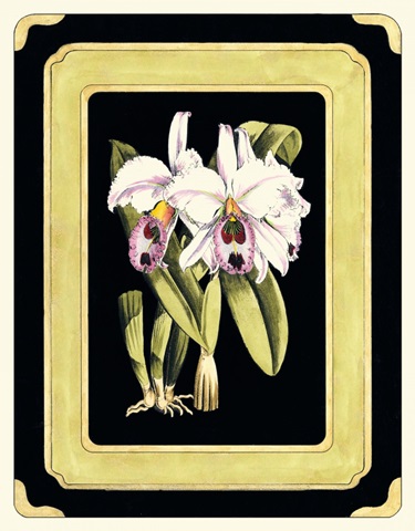 Orchids on Black II