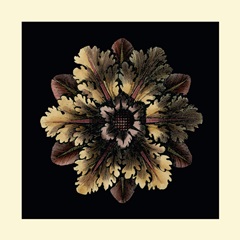 Small Classic Rosette I