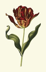 Vintage Tulips II