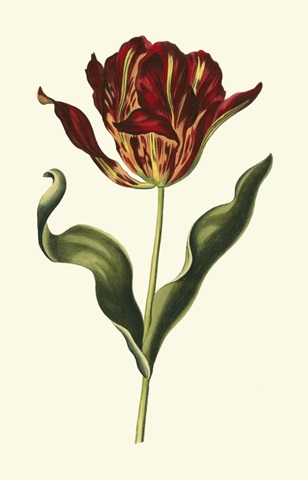 Vintage Tulips II