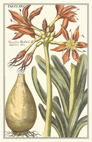 Botanical Beauty III