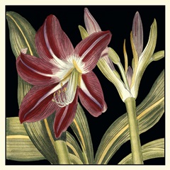 Dramatic Blossoms II