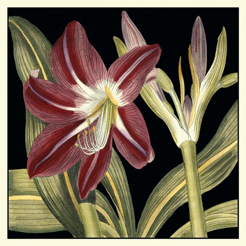 Dramatic Blossoms II