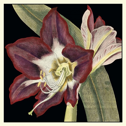 Dramatic Blossoms III