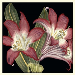 Dramatic Blossoms IV