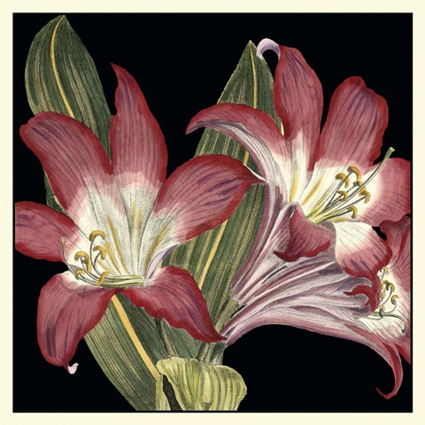 Dramatic Blossoms IV