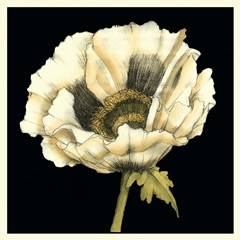 Dramatic Poppy I