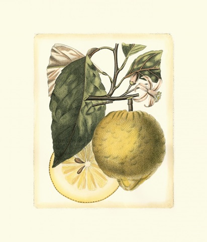 French Lemon Study I