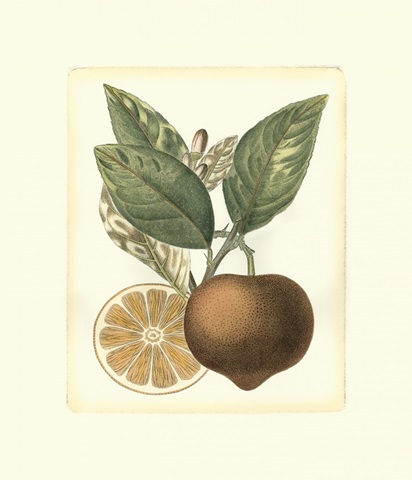 French Orange Study I