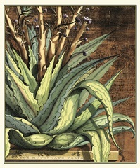 Graphic Aloe I
