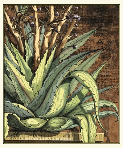 Graphic Aloe I