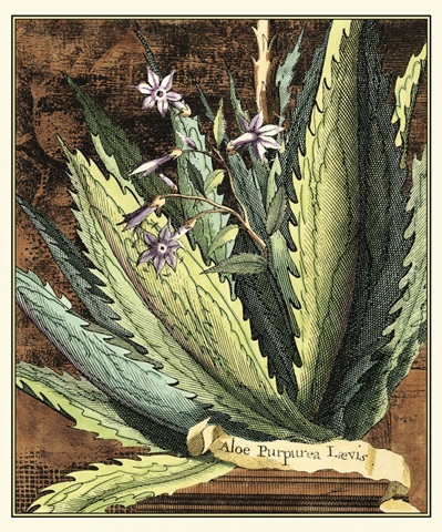 Graphic Aloe II