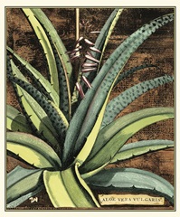 Graphic Aloe III
