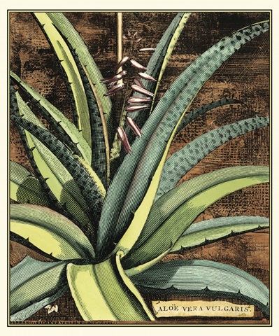 Graphic Aloe III