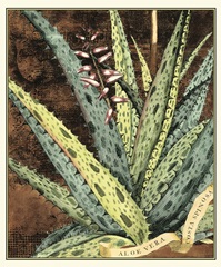 Graphic Aloe IV