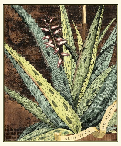 Graphic Aloe IV