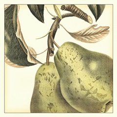 Graphic Pear