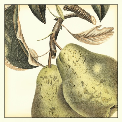 Graphic Pear