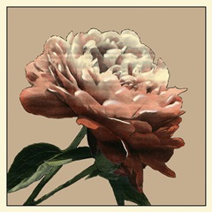Heirloom Rose I