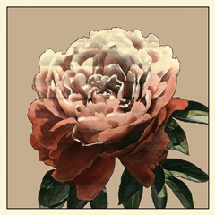 Heirloom Rose II
