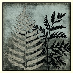 Illuminated Ferns VI