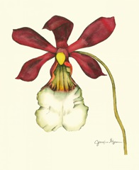 Majestic Orchid II