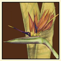 Striking Tropical II