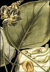 Tranquil Tropical Leaves I