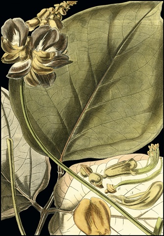 Tranquil Tropical Leaves I