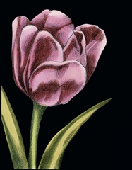 Vibrant Tulips III