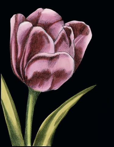 Vibrant Tulips III