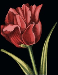 Vibrant Tulips IV