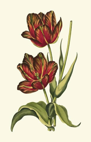 Vintage Tulips V