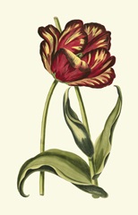 Vintage Tulips VI