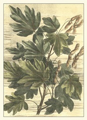 Weathered Maple Leaves I