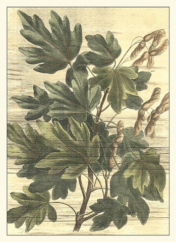 Weathered Maple Leaves I