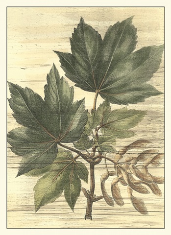 Weathered Maple Leaves II