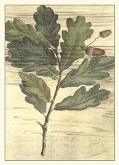 Weathered Oak Leaves II