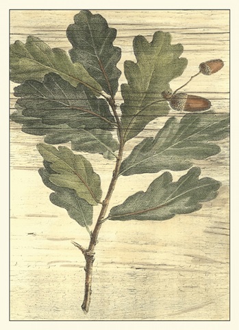 Weathered Oak Leaves II