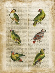 Antiquarian Parrots II