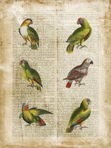 Antiquarian Parrots II