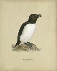 Antique Penguin I