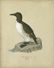 Antique Penguin II