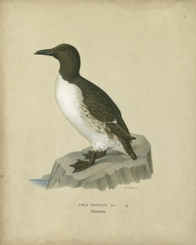 Antique Penguin II