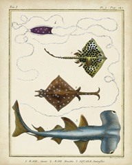 Antique Rays and Fish I