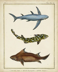 Antique Rays and Fish III