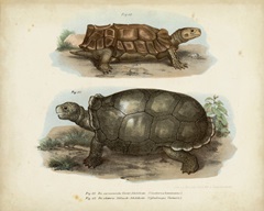 Antique Turtle Pair I