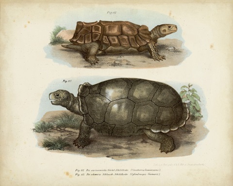 Antique Turtle Pair I